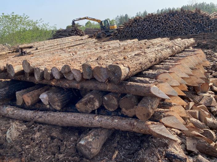 松木樁可做永久基礎處理(打造最牢固基礎，松木樁無可比擬)