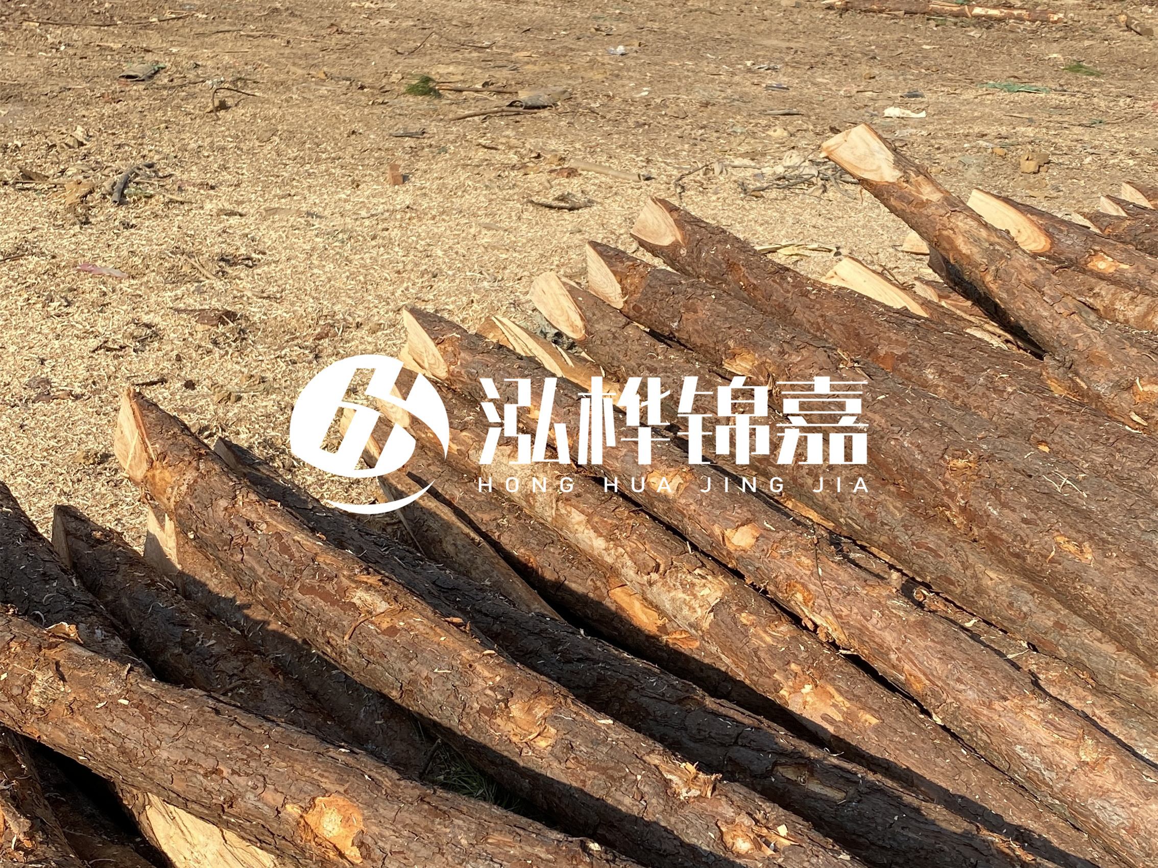 松木樁施工隊泓樺錦嘉 - 落葉松的直徑能達到20cm嗎？